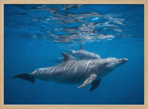 Pod of dolphin Poster