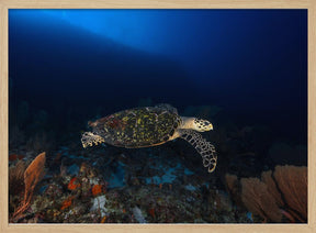 Hawksbill Turtle Poster