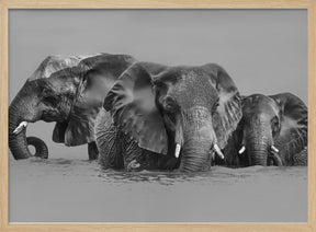 Elephant Crossing The River Poster