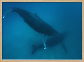 Humpback whales Poster