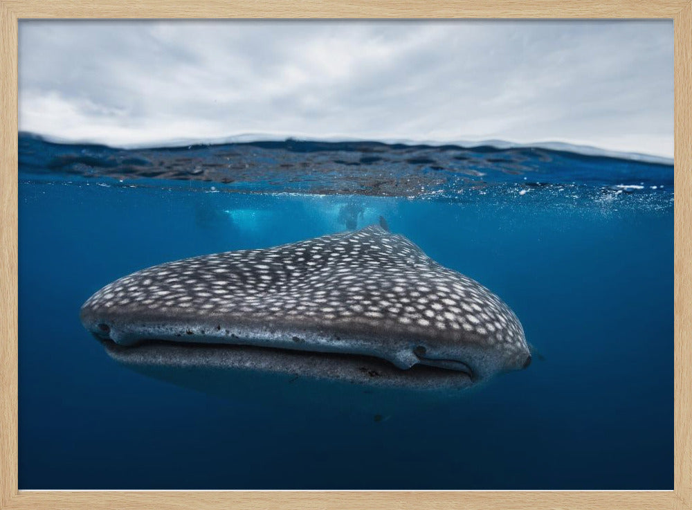 Whale Shark in split level Poster