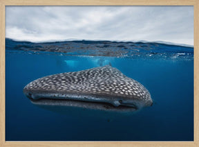 Whale Shark in split level Poster