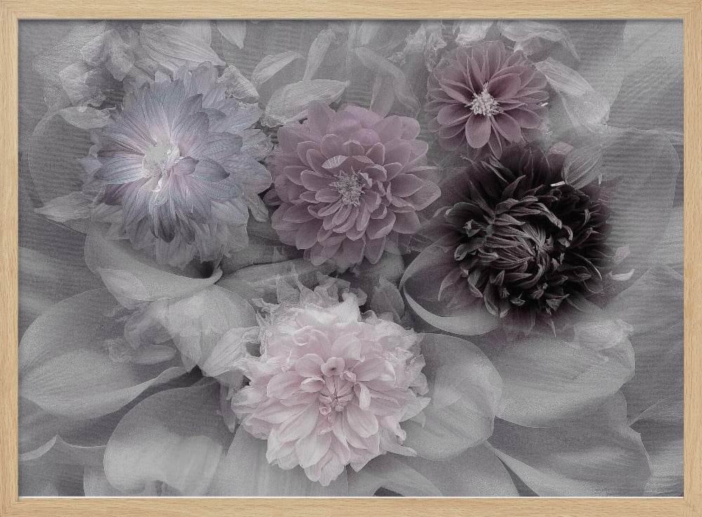 Dahlia dream Poster