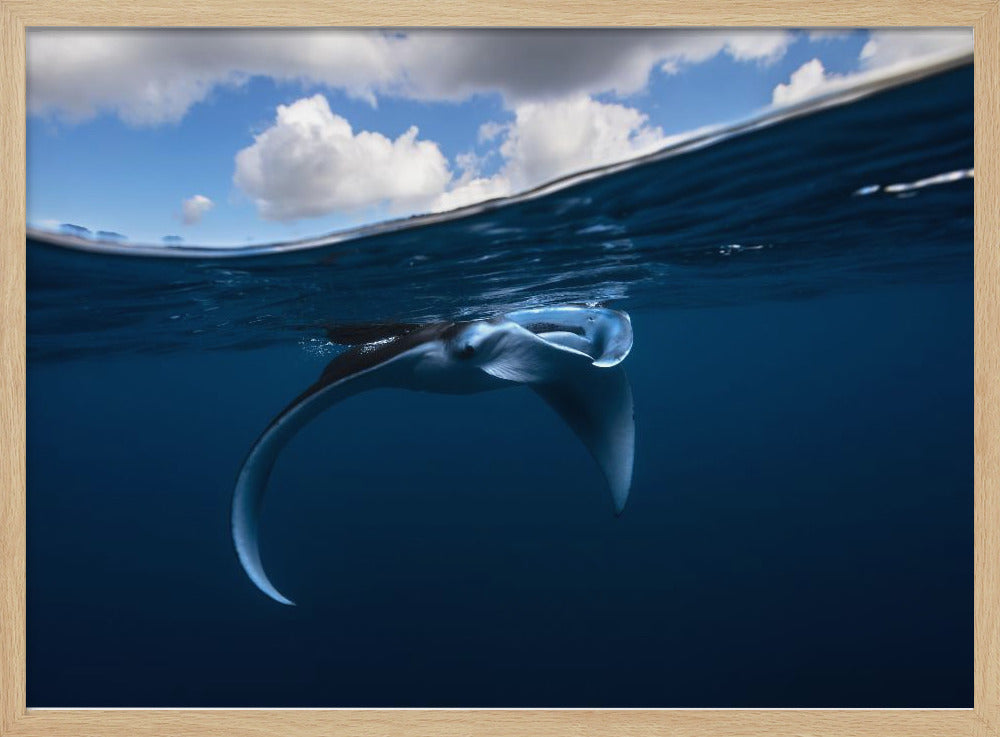 Little Manta ray Poster