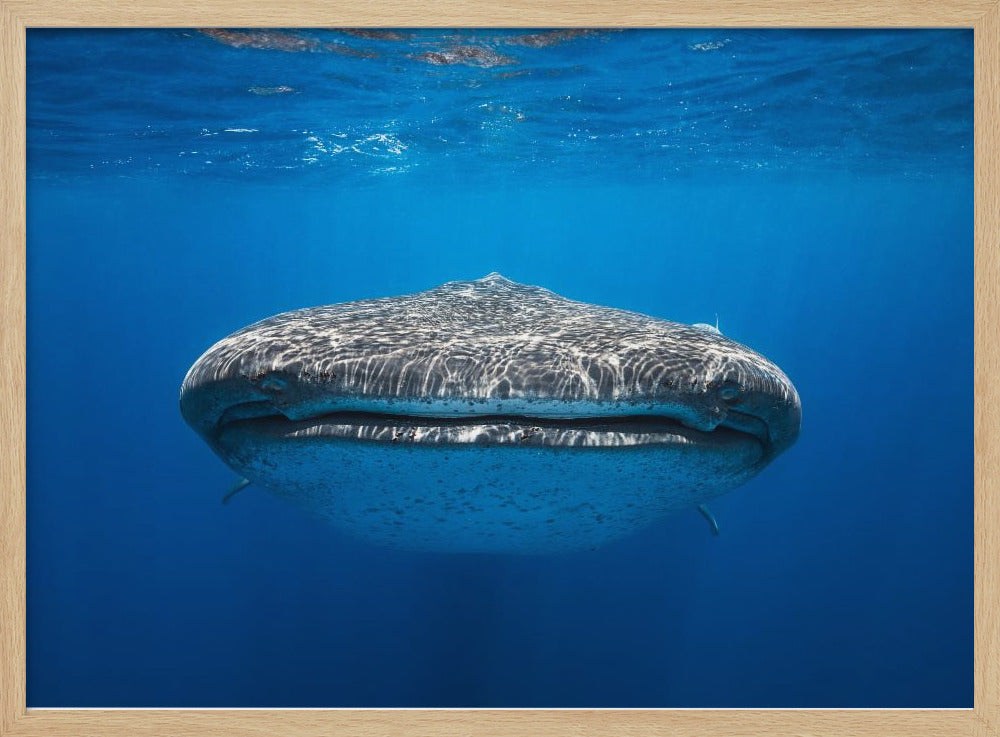 Face to Face with a whale shark Poster