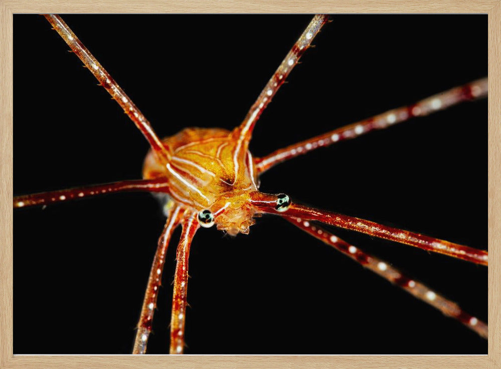 Spider squat lobster Poster