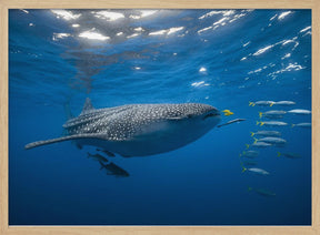 Tuna Shoal and whale shark Poster