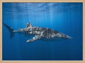 Whale shark in the blue Poster