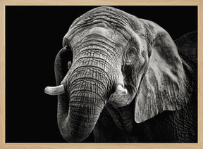 African Elephant Poster