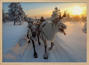 The morning drive to the herd Poster