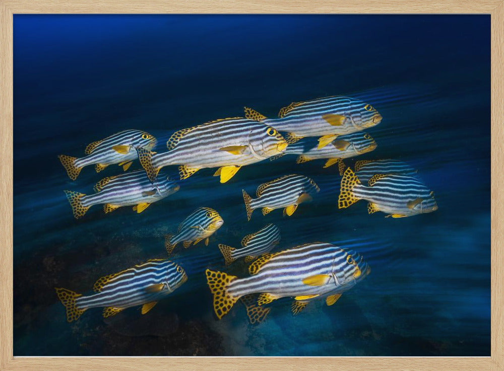 Oriental sweetlips Poster