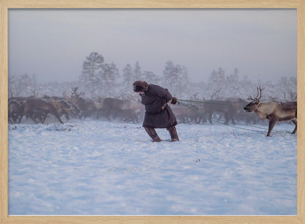 Nenet and reindeer II Poster