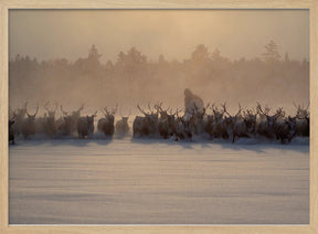 The herd II Poster