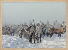 Reindeers Poster