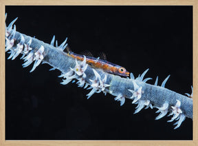 Whip coral  and its goby of the mesophotic zone Poster