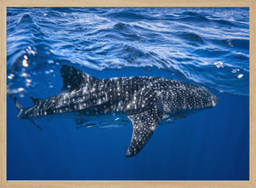 Whale shark : The biggest fish of the world Poster