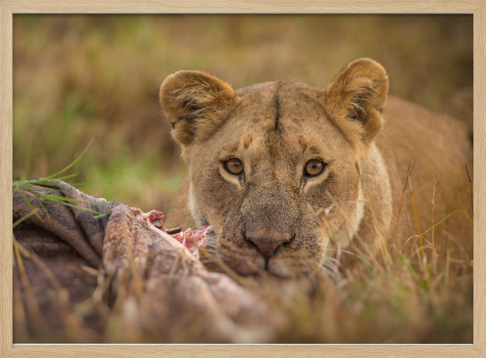 MARA LIONESS Poster