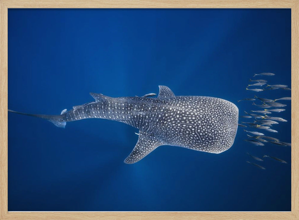 Whale shark and Tuna shoal Poster