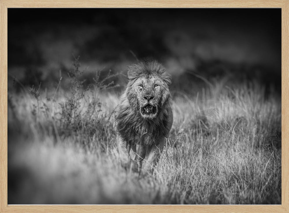 SERIOUS CONTENDER Poster