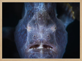 Close up : Frogfish Poster