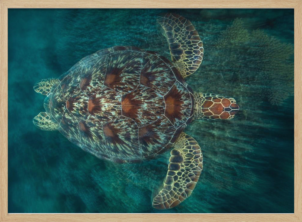 Green Turtle Poster