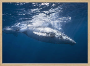 Humpback whale of Réunion Island Poster