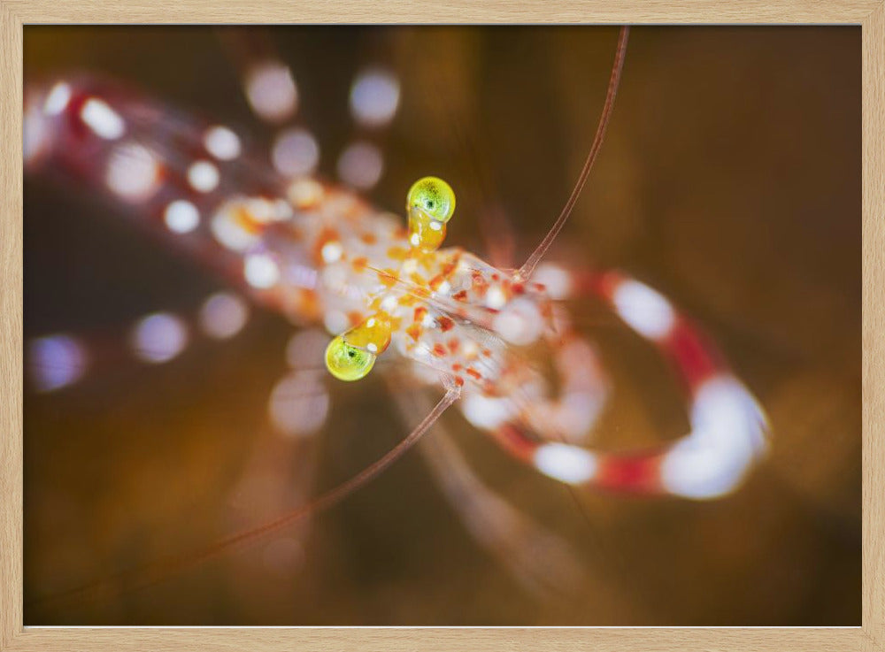 Close up : Anton Bruun cleaner shrimp Poster