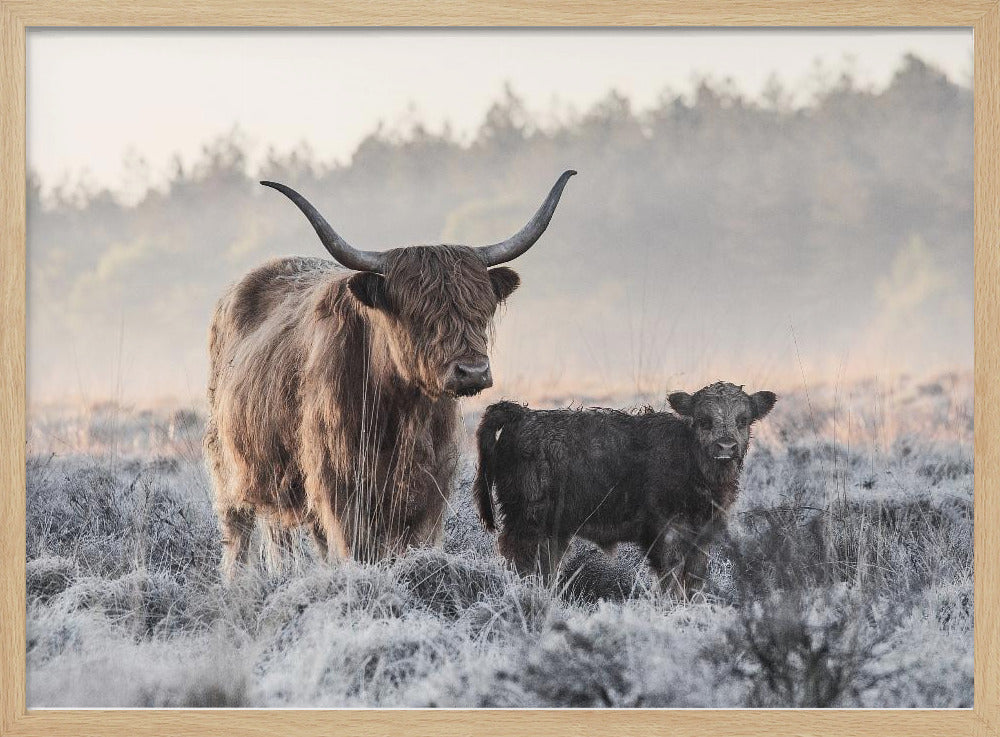 Highlander and Calf Poster