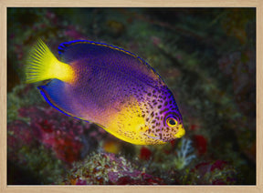 Blue Mauritius angelfish Poster