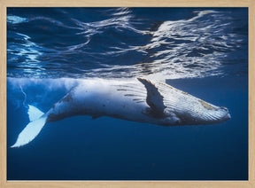 On the surface of the water: a humpback whale Poster