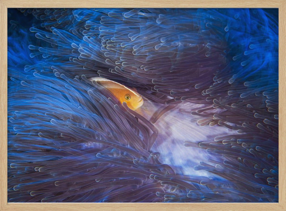 Skunk clownfish Poster