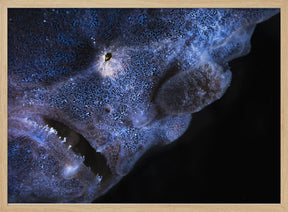 Frogfish Poster