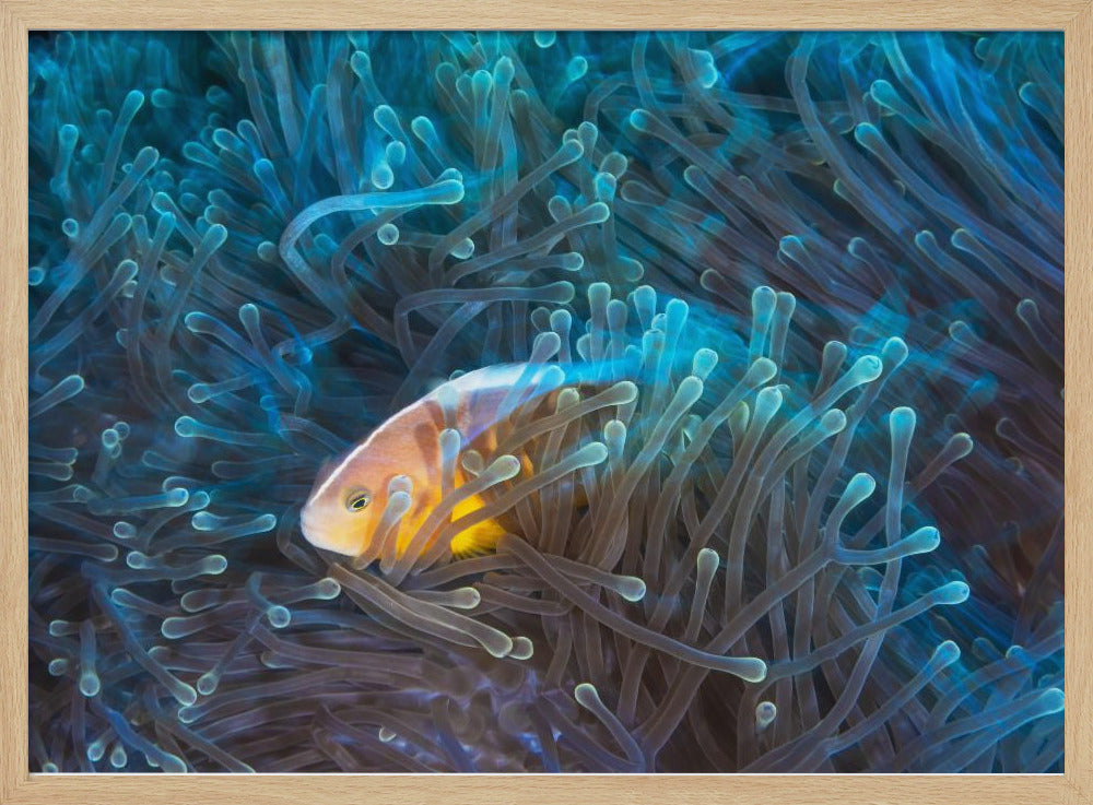 Skunk clownfish Poster