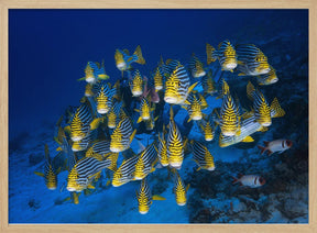 Oriental Sweetlips Poster