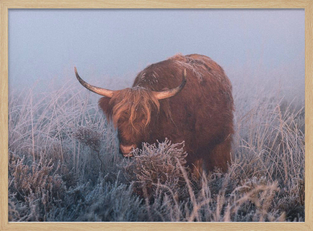 HIghlander in cold Sunrise. Poster