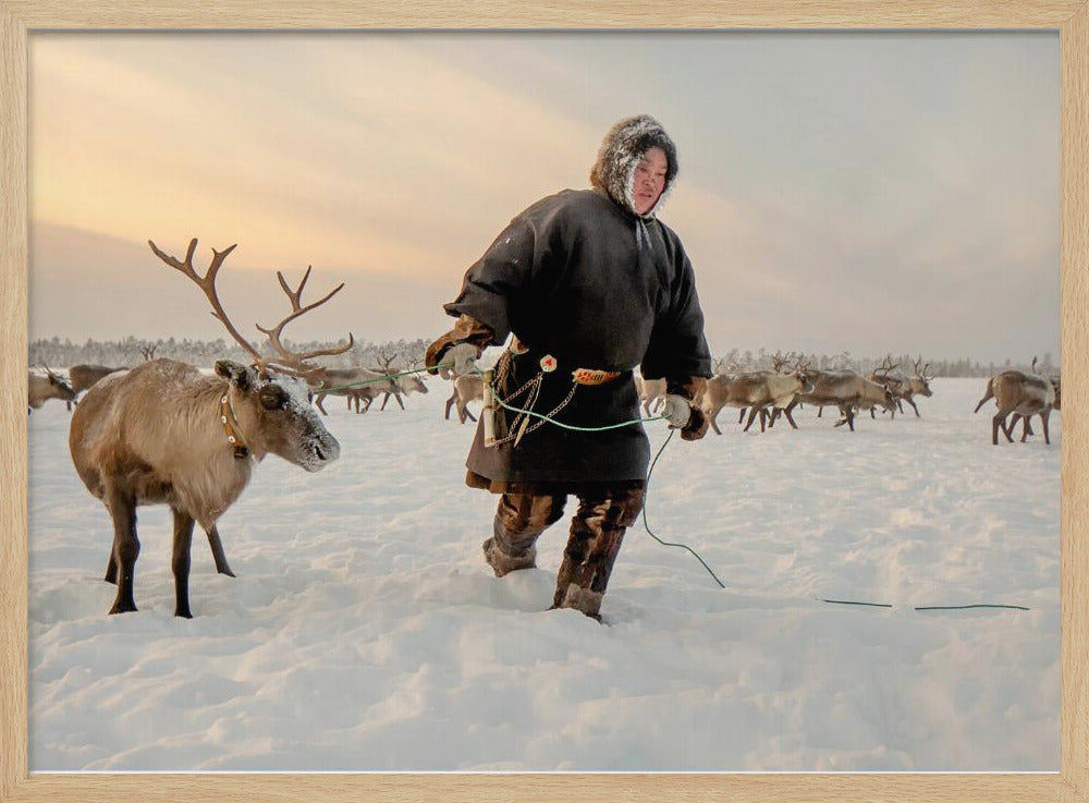 Nenet and reindeer Poster