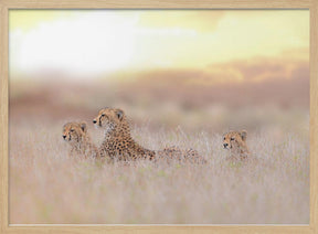 Cheetah Family Poster