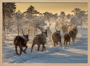 Reindeers hunting Poster