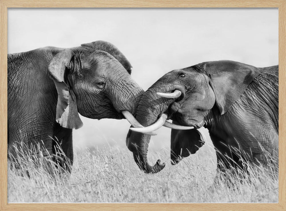 Elephant Fighting Poster