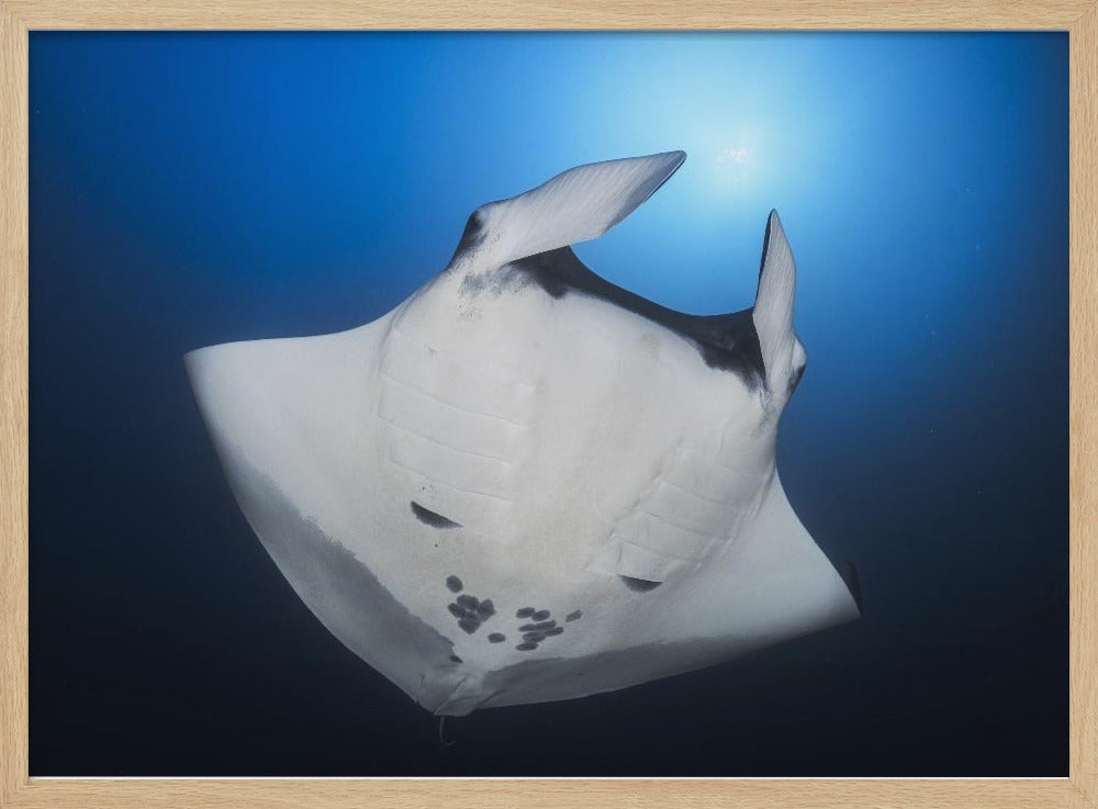 Océanic Manta Ray Poster