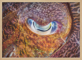 Focus on cuttlefish Poster