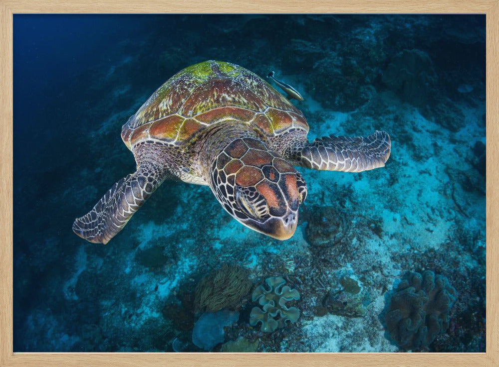 Green turtle from Sauwandarek Poster