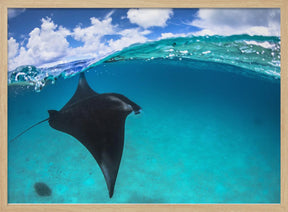 A reef manta ray in Mayotte Poster