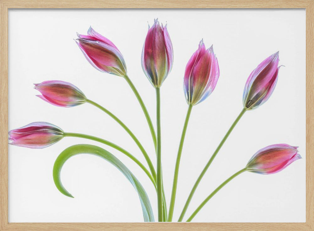 Tulipa Poster