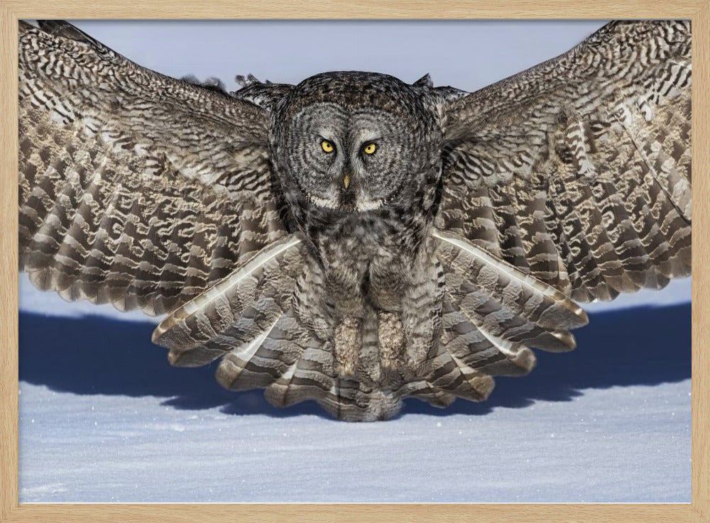 Great Grey Owl Poster