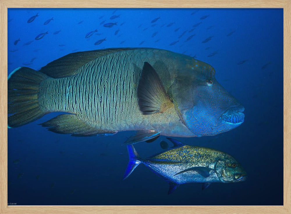 Humphead wrasse Poster