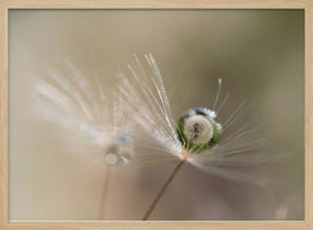 Star of dandelion Poster