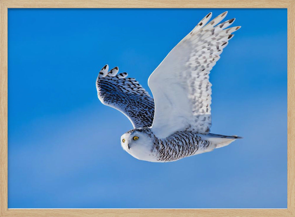 Snow Owl Poster