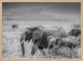 MONO ELEPHANT FAMILY Poster