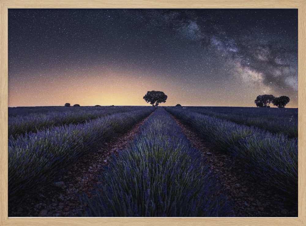 Lavender fields Poster